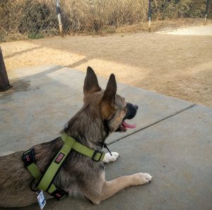 Charlie at Shoreline Dog Park