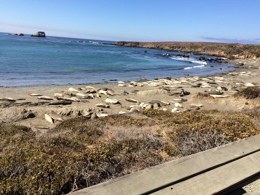 We found a beach with seals just chilling! Then a bird landed on Corey's truck and he had to chase it away. 